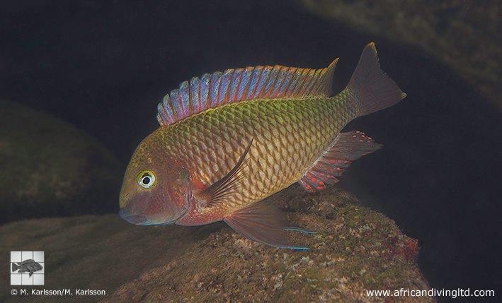 Tropheus moorii 'Molwe'
